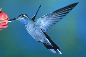 What is Google Hummingbird and what does it mean for online retail?