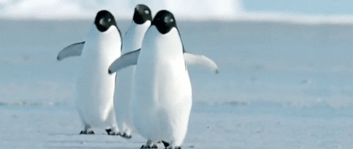 Penguins walking - Summit